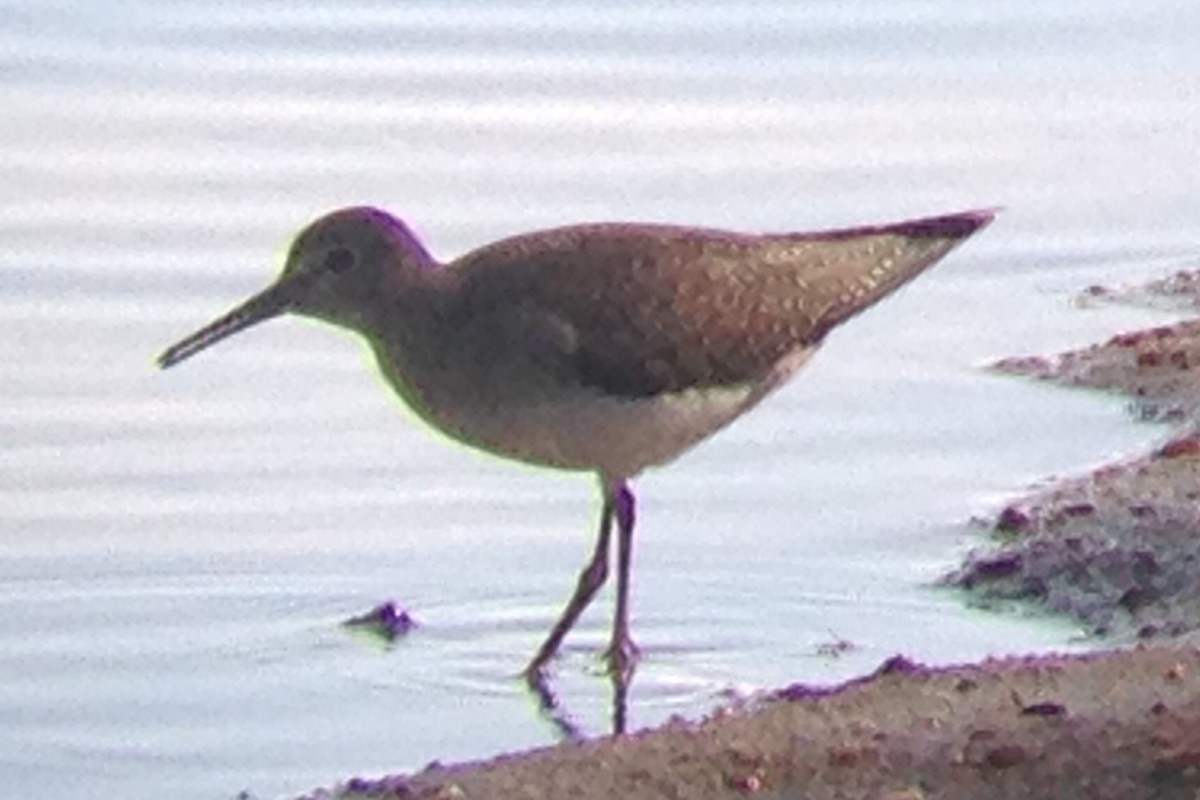 Solitary Sandpiper - ML174264781