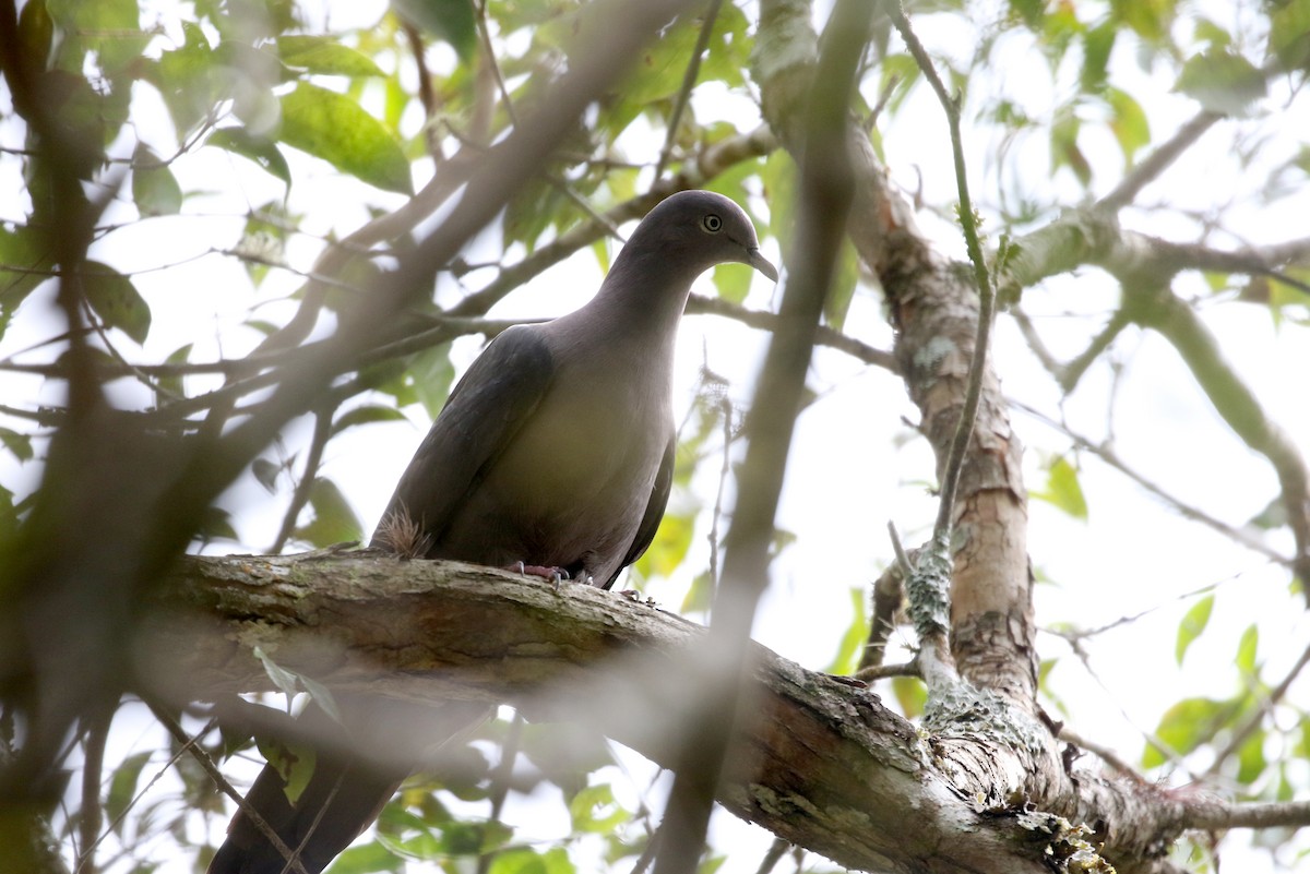 Pigeon plombé - ML174266851