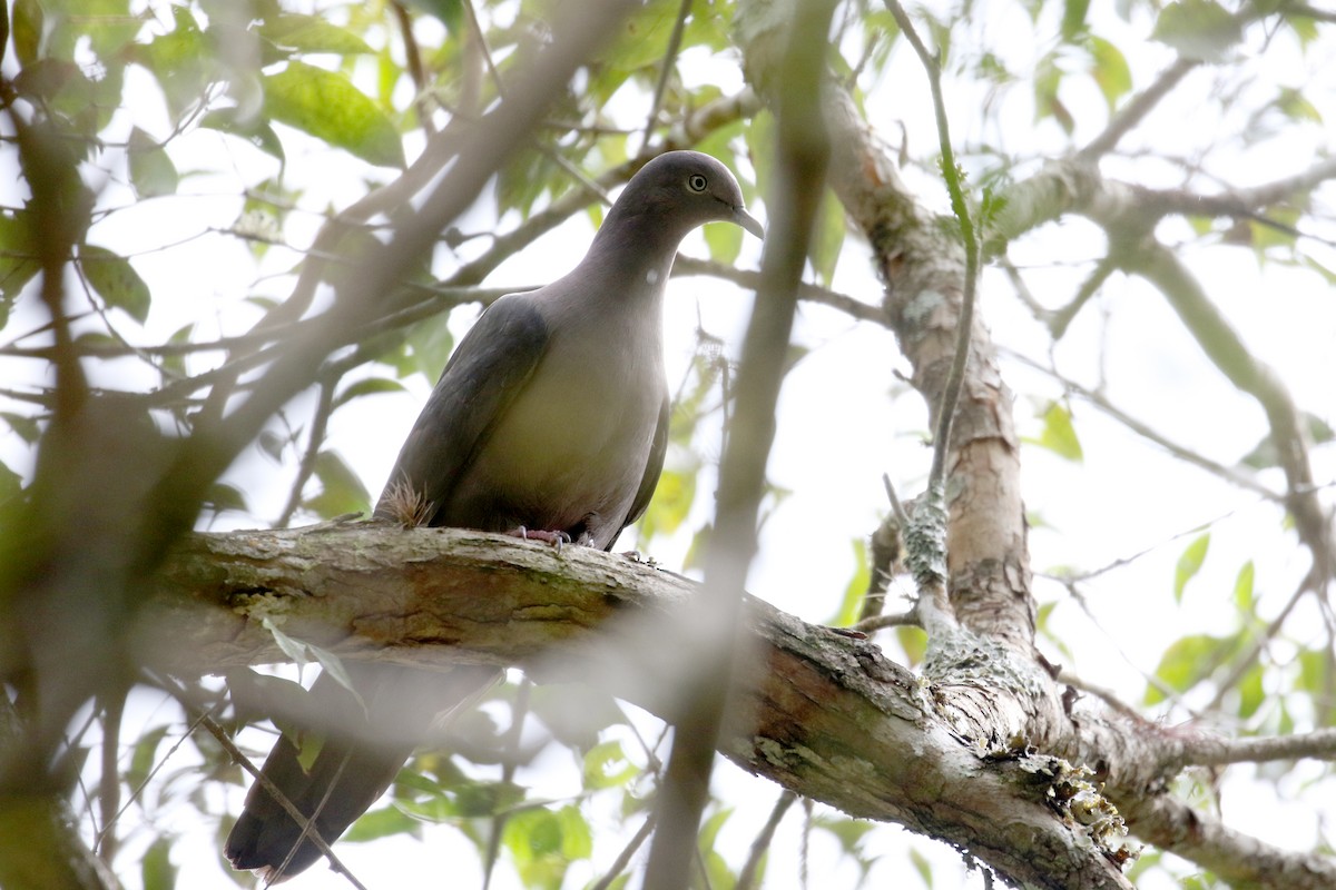 Plumbeous Pigeon - Jay McGowan