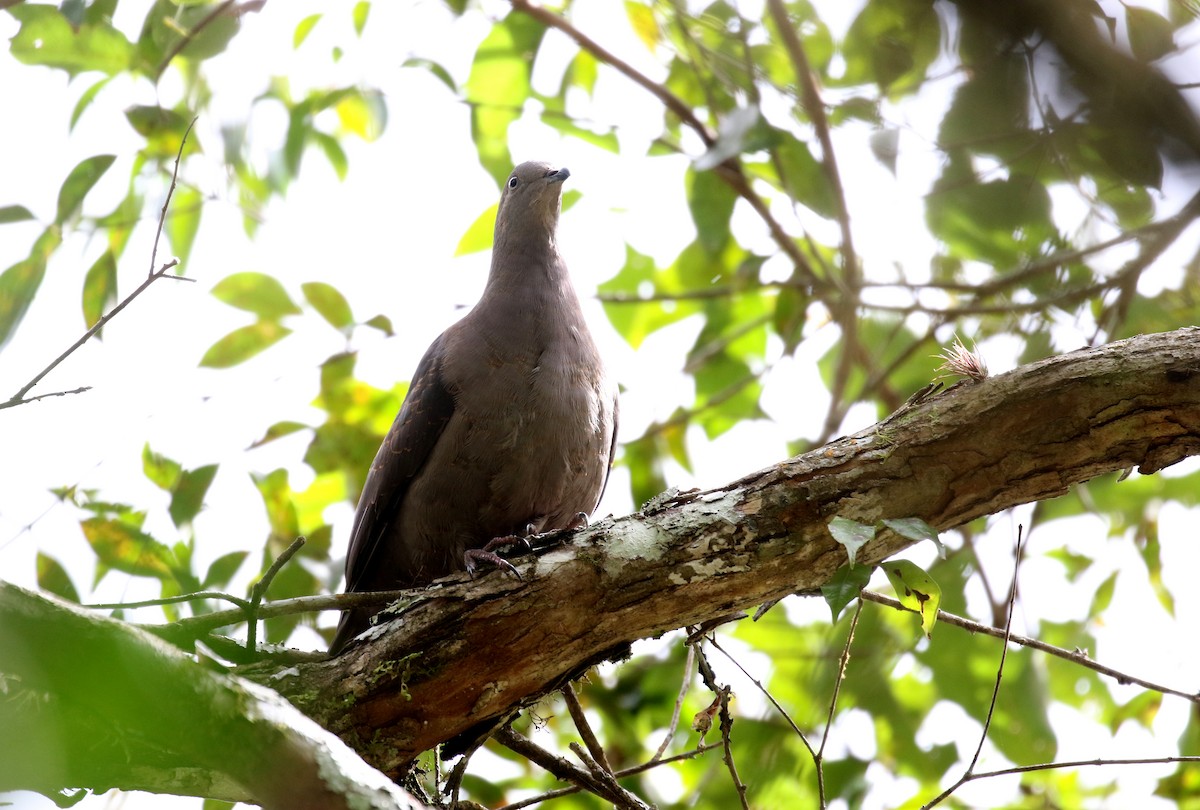 Plumbeous Pigeon - Jay McGowan
