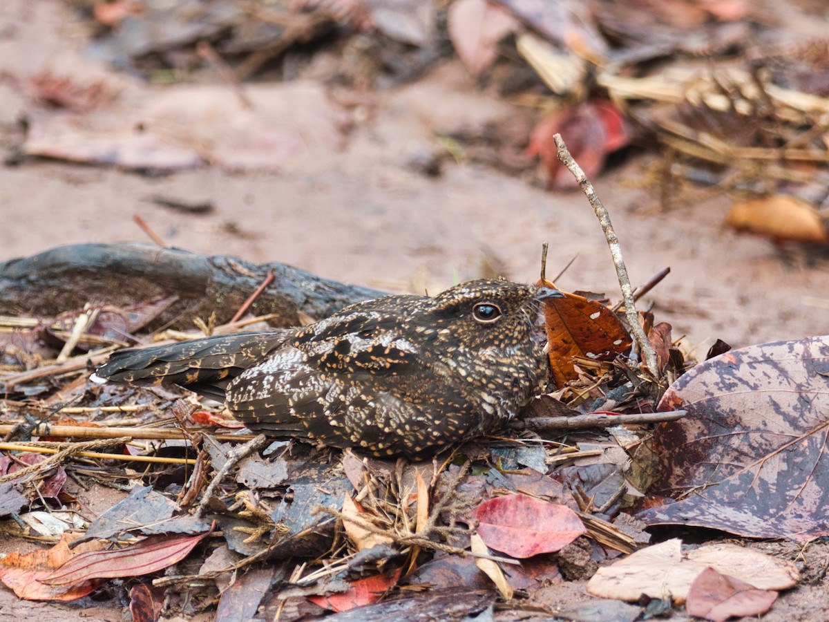 Blackish Nightjar - ML174267791