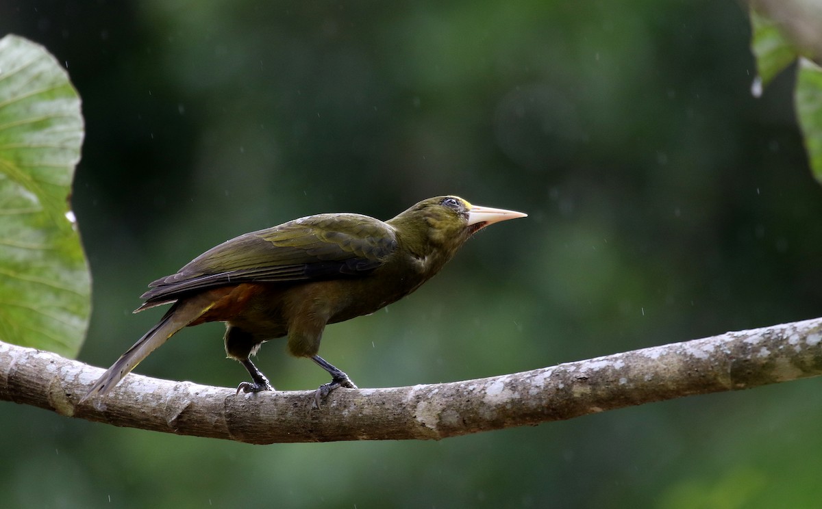 Dusky-green Oropendola - Jay McGowan