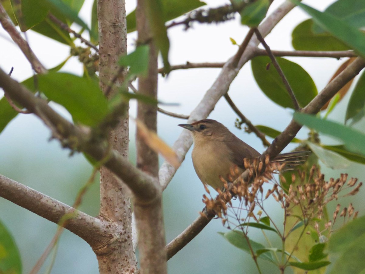 Rufous-fronted Thornbird - ML174268221