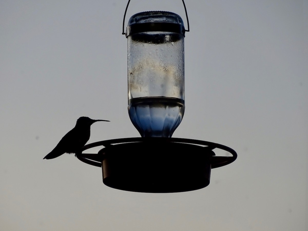 Ruby-throated Hummingbird - ML174268261