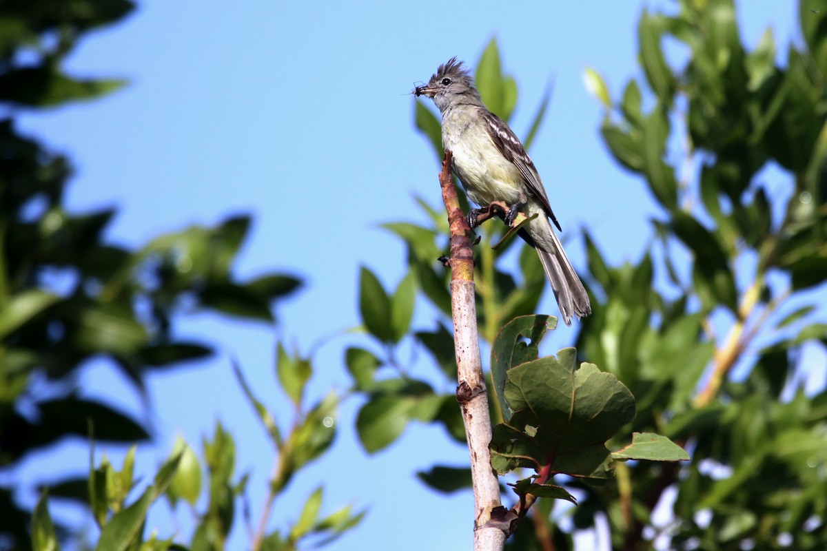 Yellow-bellied Elaenia - ML174268841