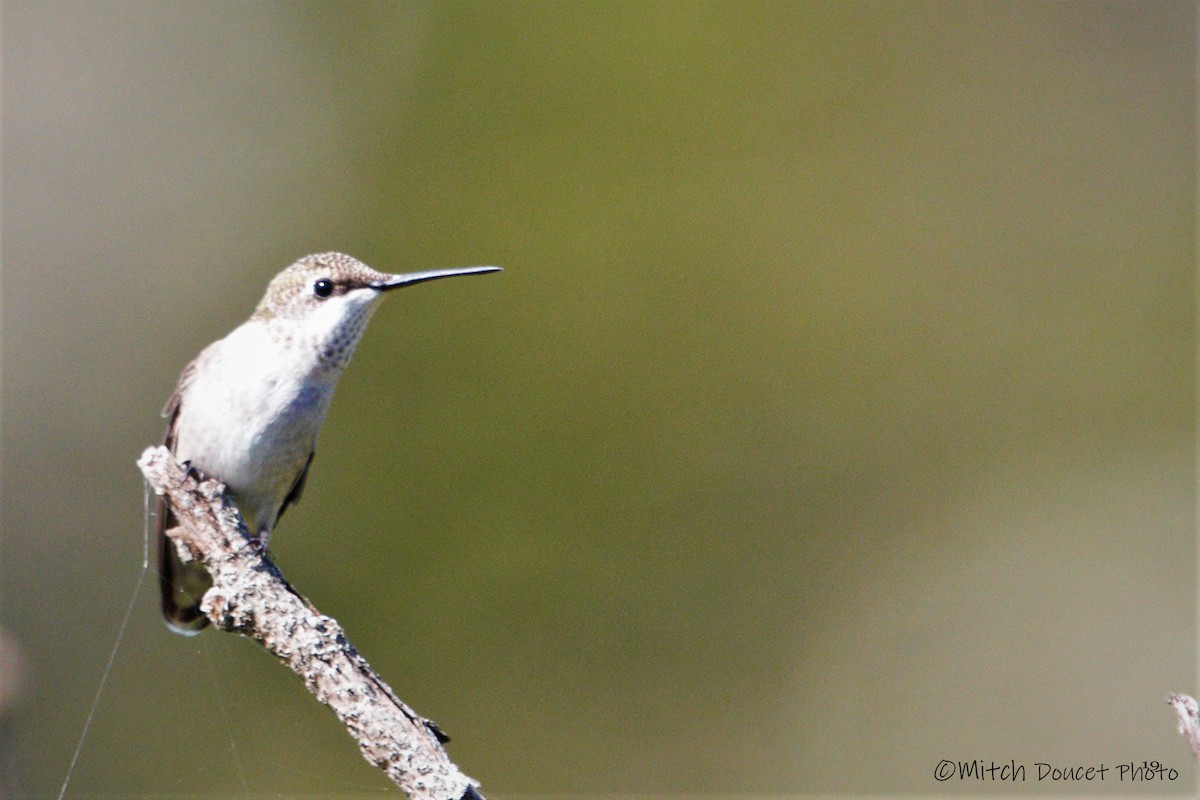 Ruby-throated Hummingbird - Mitch (Michel) Doucet