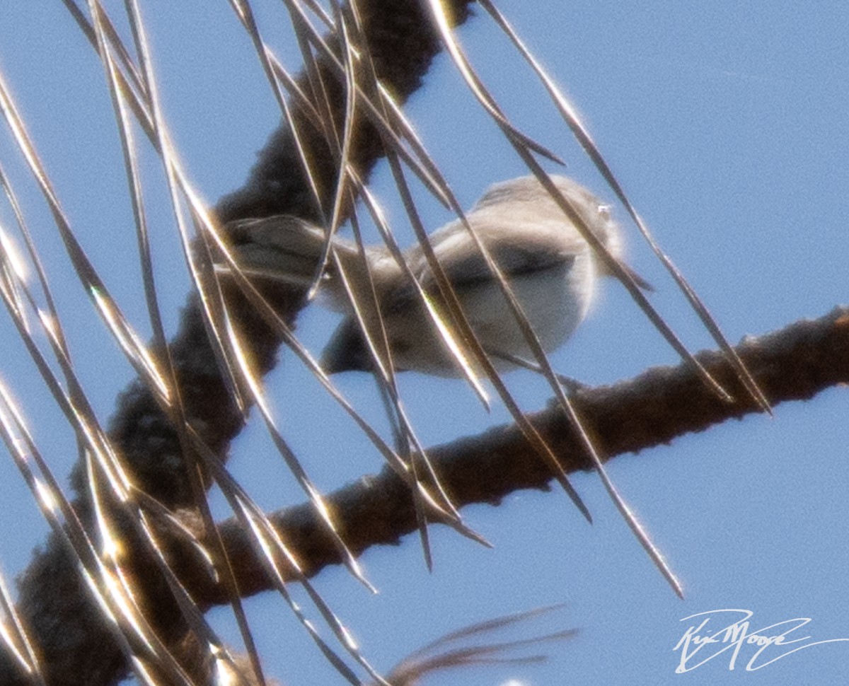 Blue-gray Gnatcatcher - ML174269461