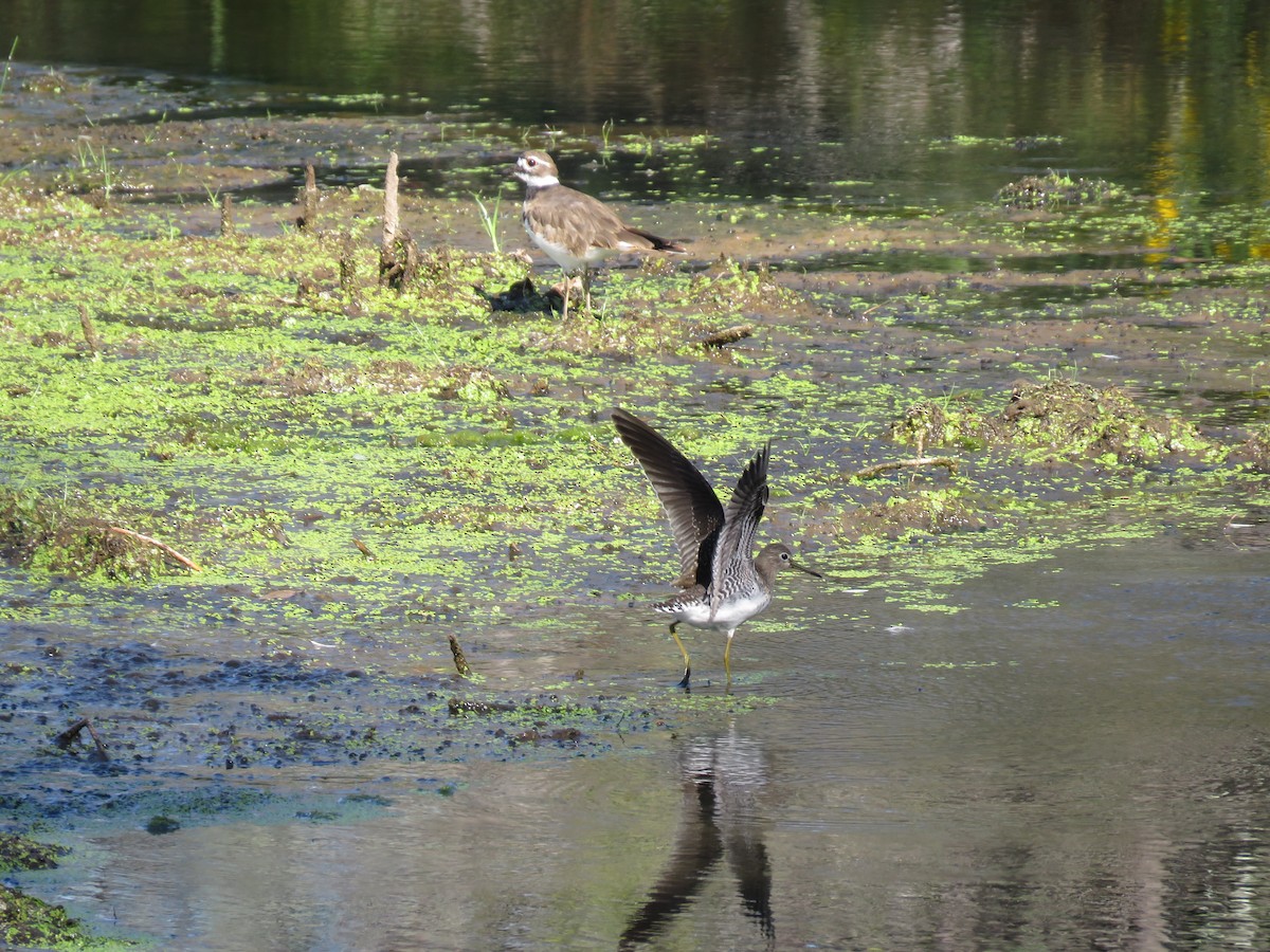 Solitary Sandpiper - ML174271381