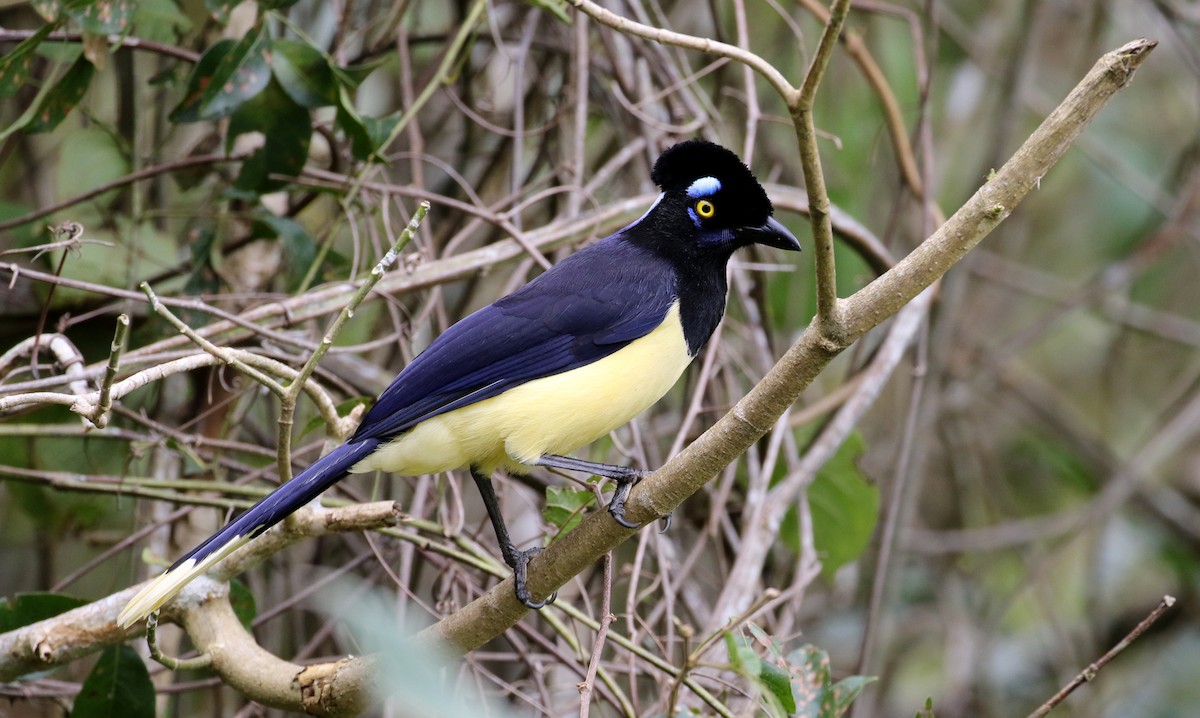 Plush-crested Jay - Jay McGowan