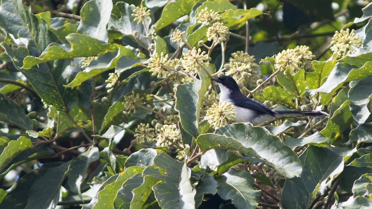 Black-backed Sibia - ML174275131