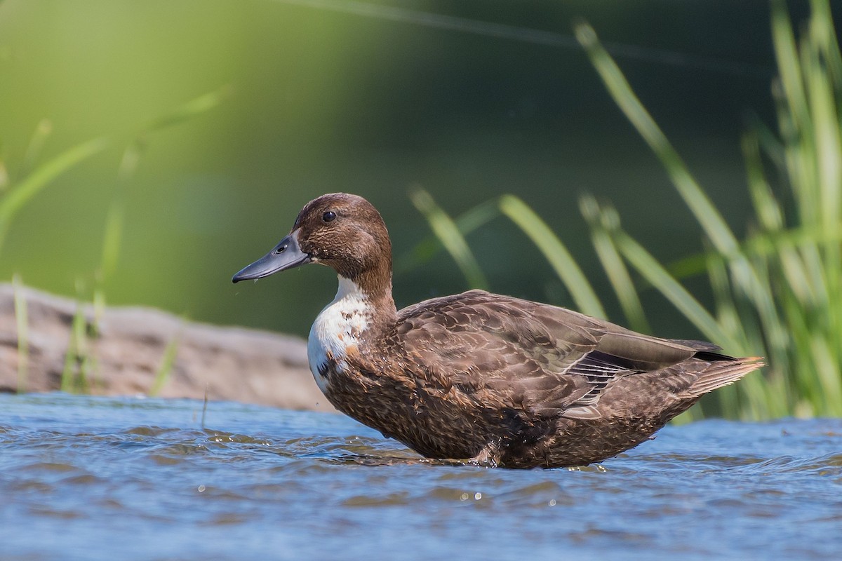 dabbling duck sp. - Allan  Bigras