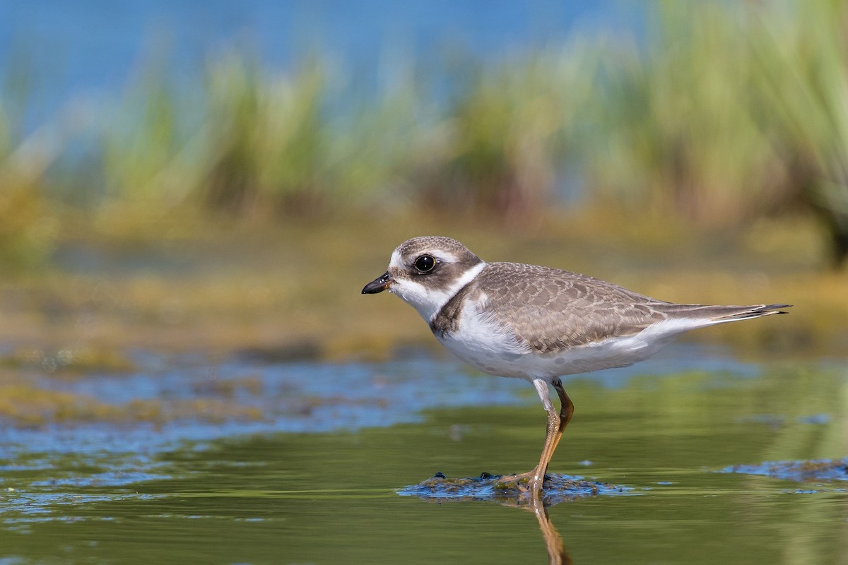 Semipalmated Plover - ML174275771