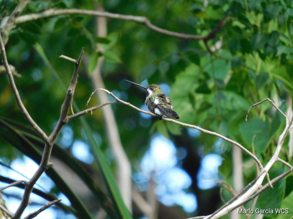 Long-billed Starthroat - selva maya wcs y giz