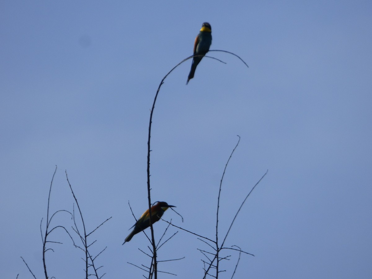 European Bee-eater - ML174276671