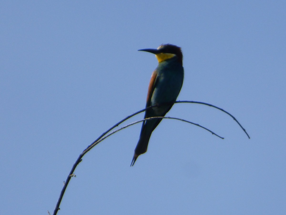 European Bee-eater - ML174276731