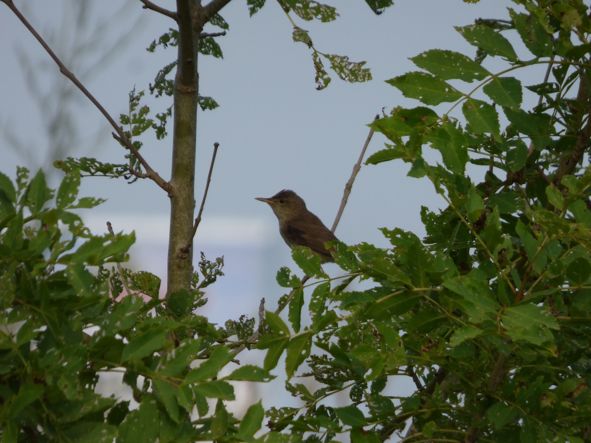 Olive-tree Warbler - ML174276961