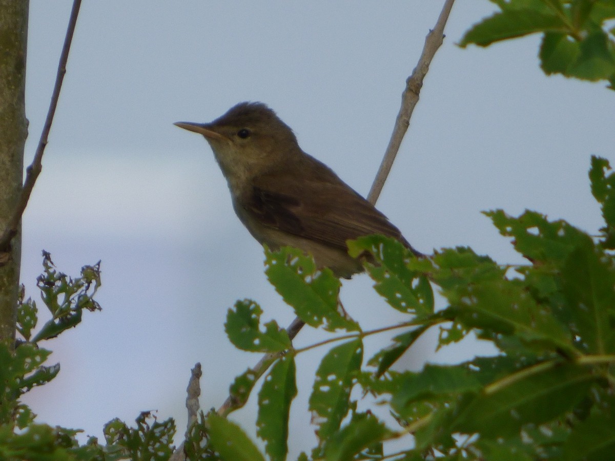 Olive-tree Warbler - ML174277041