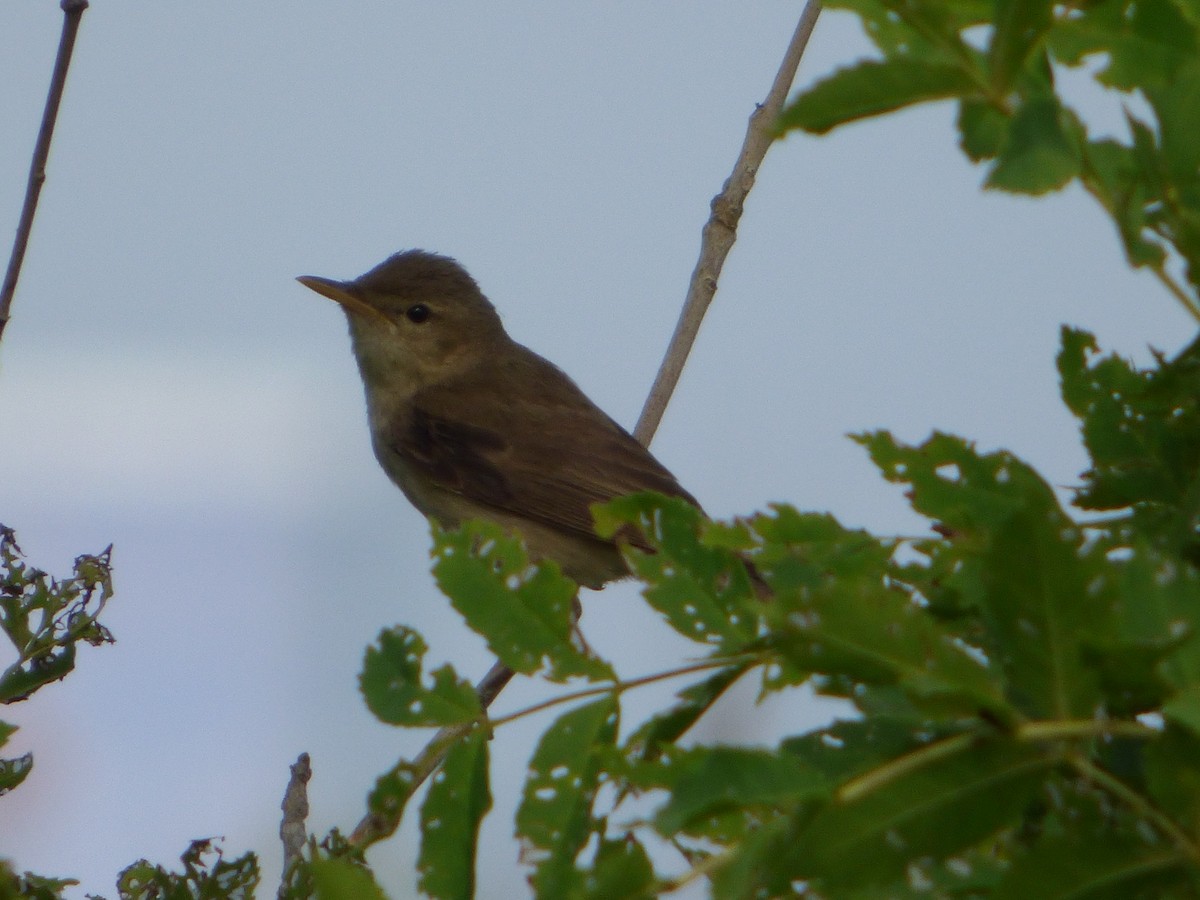 Olive-tree Warbler - ML174277131