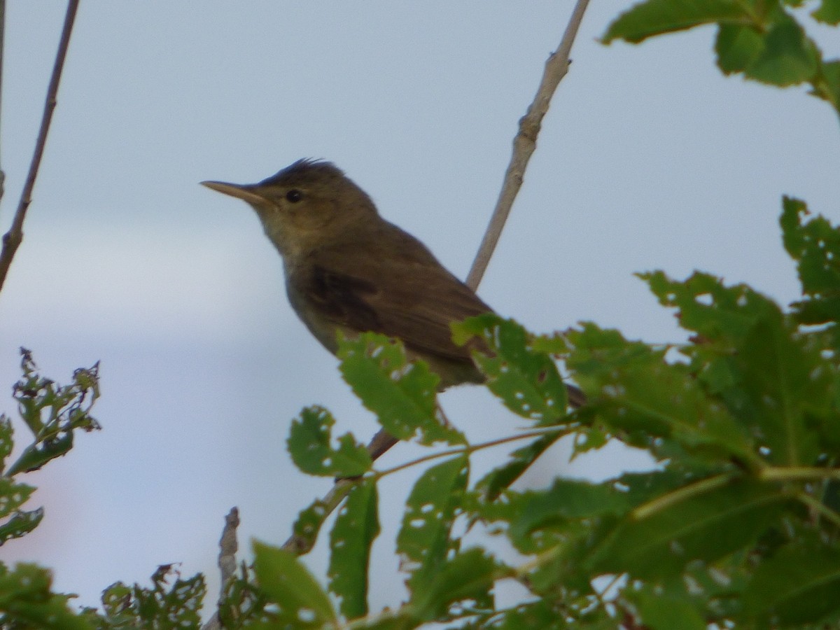 Olive-tree Warbler - ML174277221