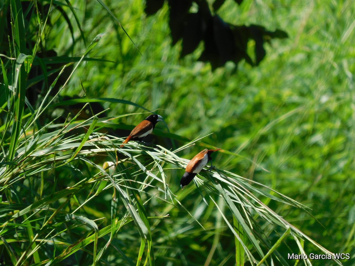 Tricolored Munia - ML174277341