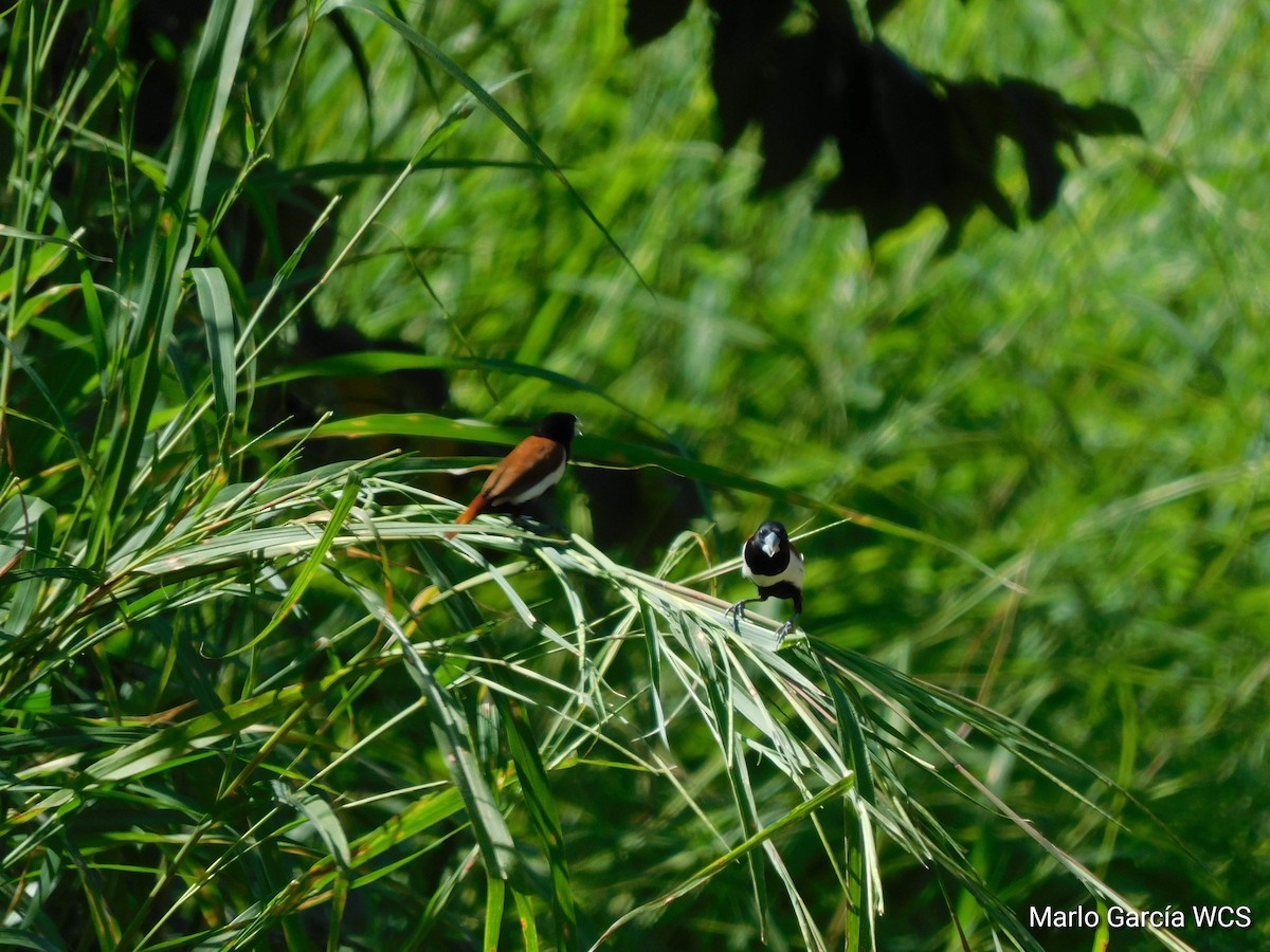 Tricolored Munia - ML174277401