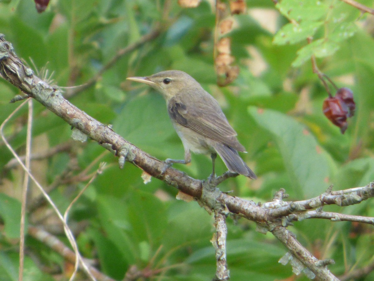 Olive-tree Warbler - ML174277431