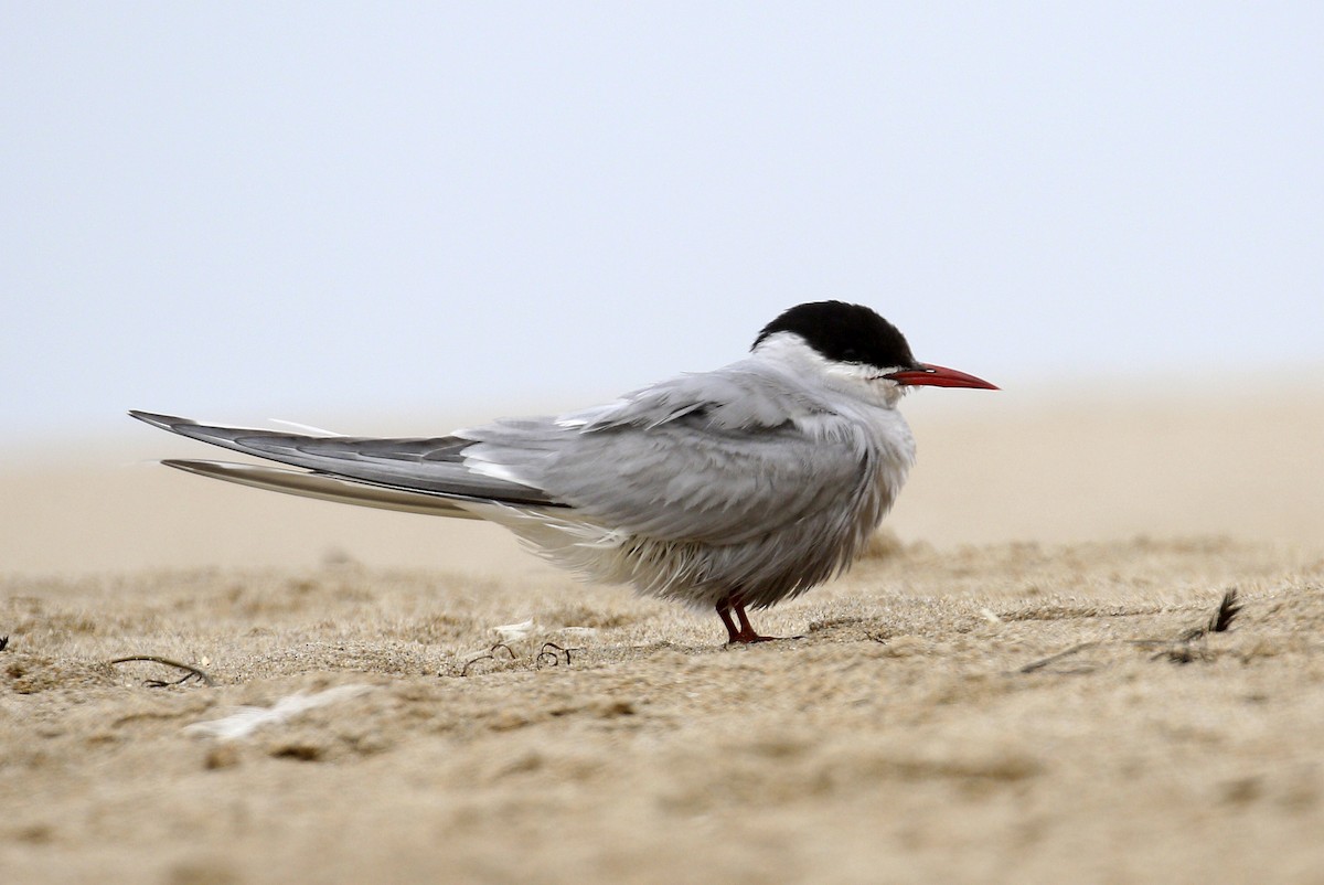 Arctic Tern - Donna Pomeroy