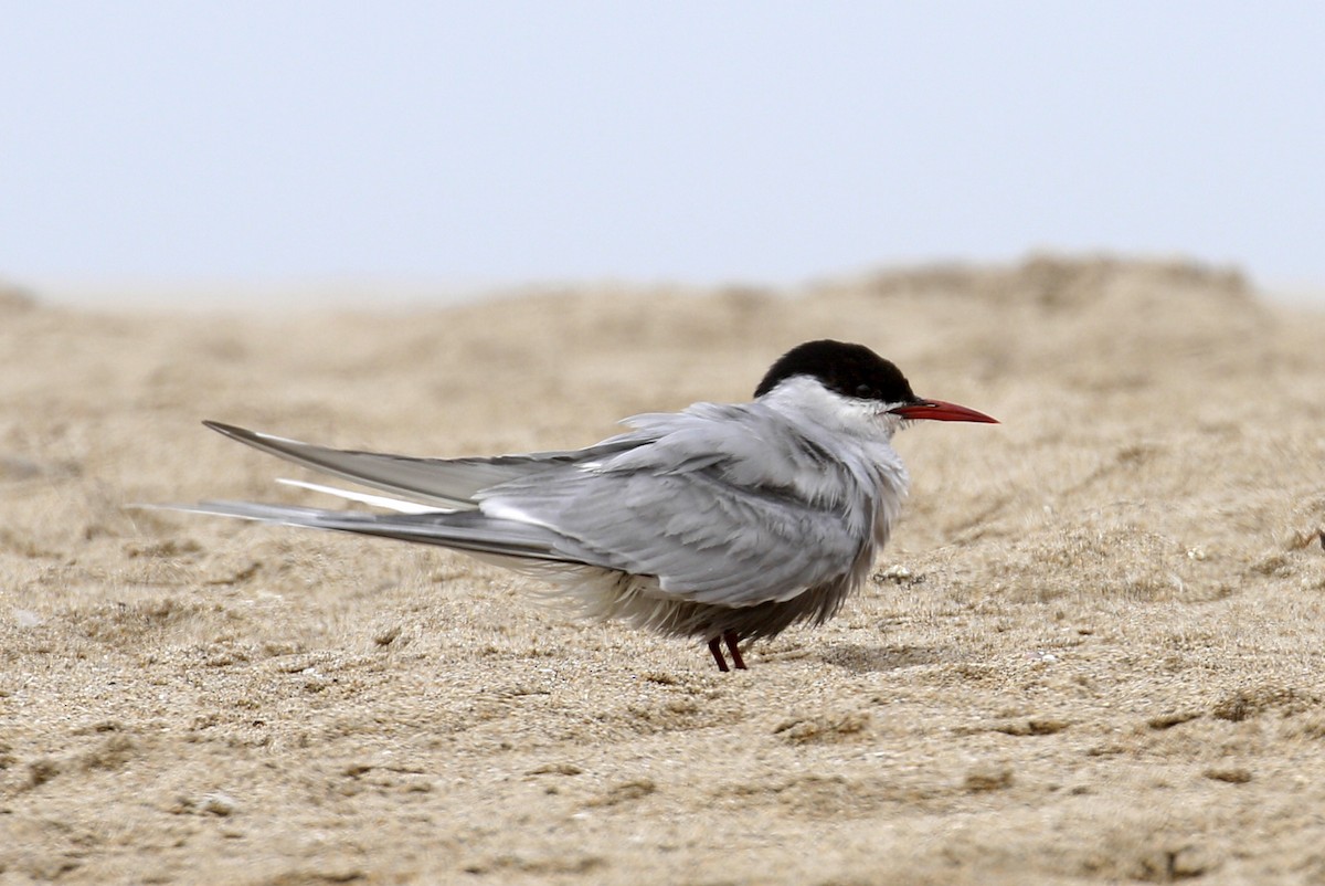 Arctic Tern - Donna Pomeroy