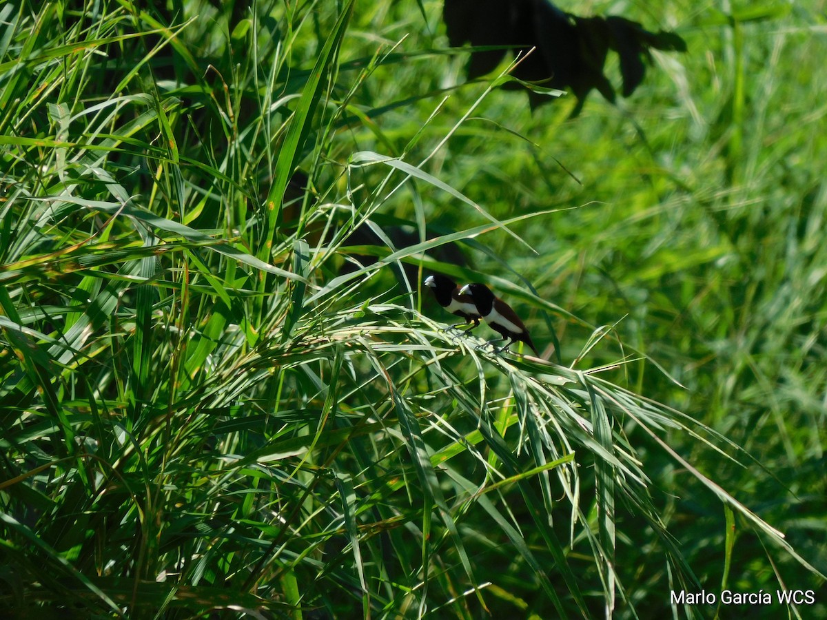 Tricolored Munia - selva maya wcs y giz