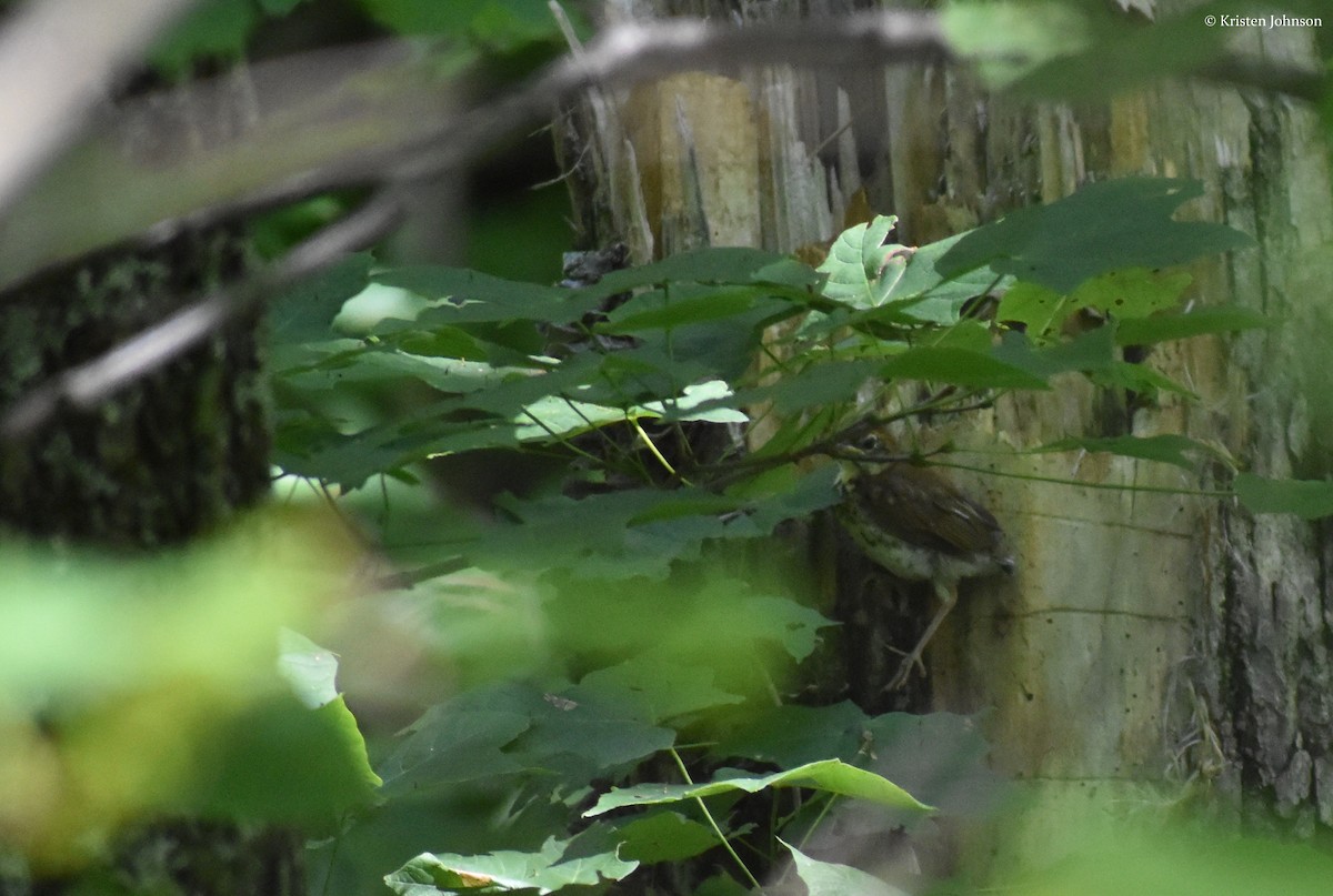 Wood Thrush - Kristen Johnson