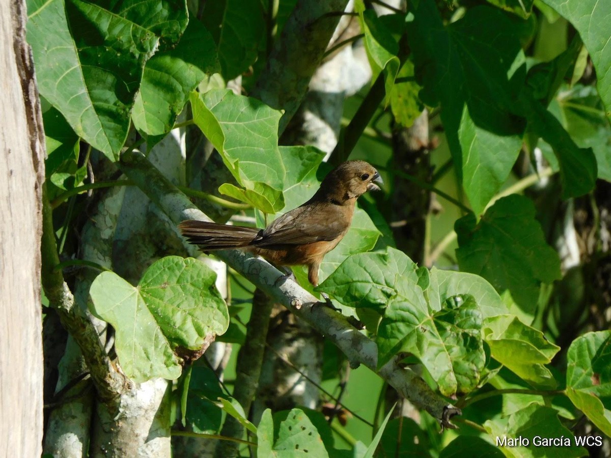 Sporophile à bec fort - ML174279211