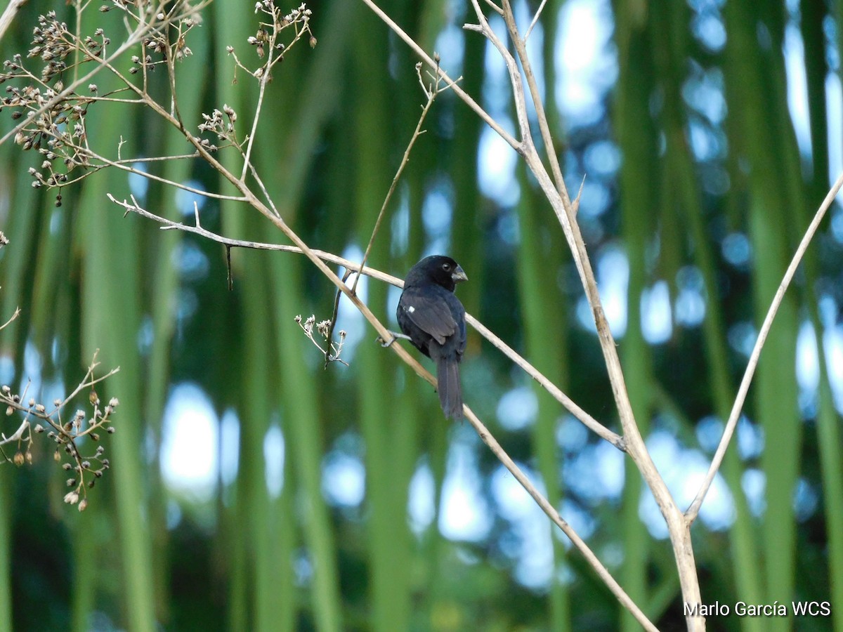 Thick-billed Seed-Finch - ML174279331