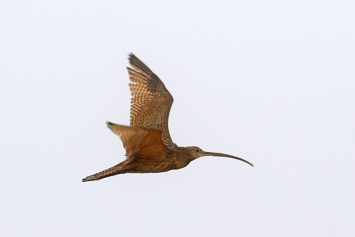 Long-billed Curlew - ML174279811