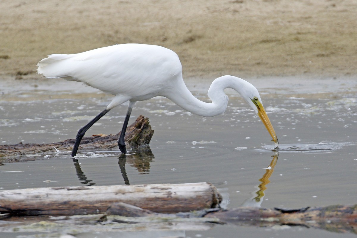 Great Egret - ML174279981