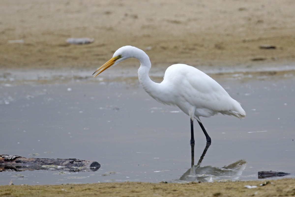 Great Egret - ML174279991