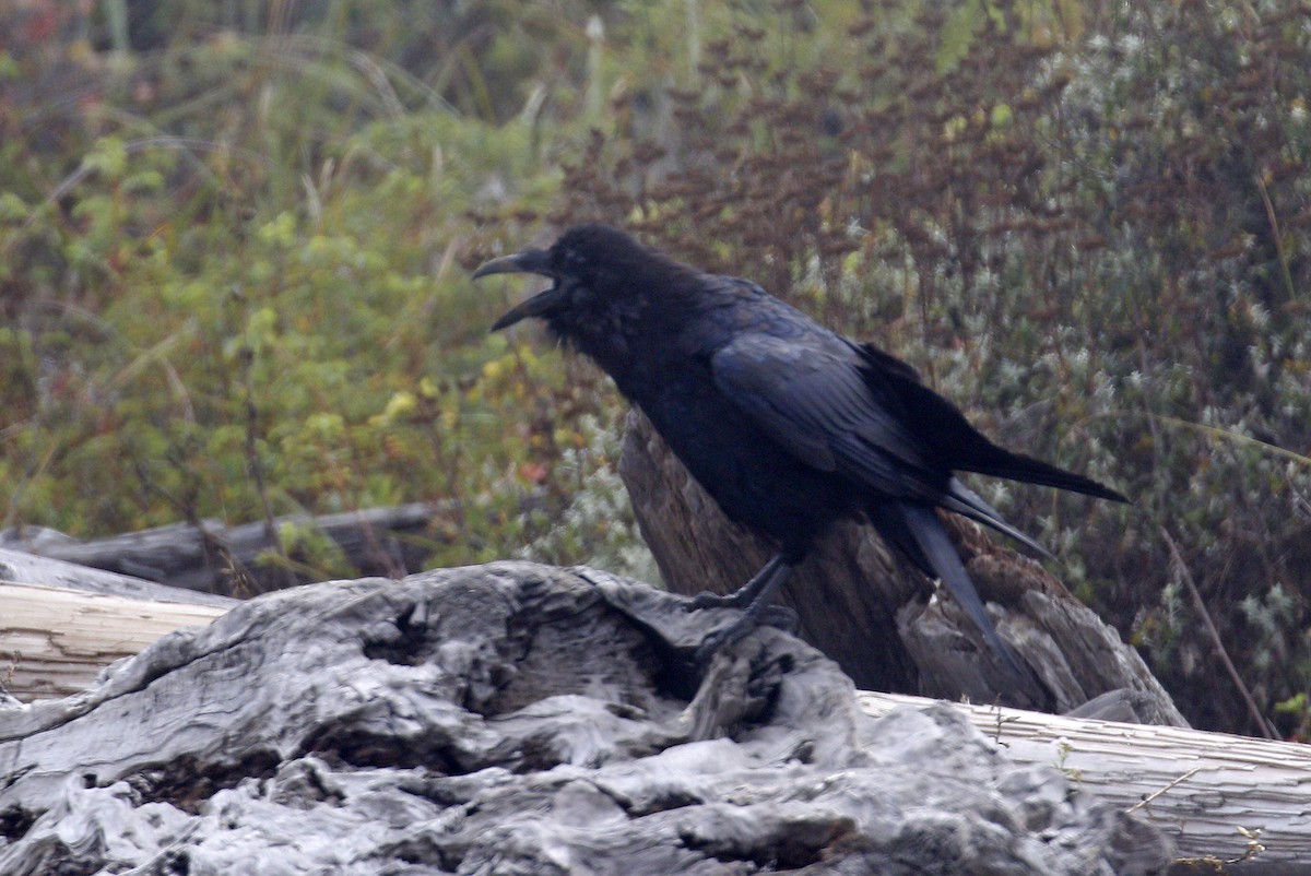 Common Raven - ML174280331