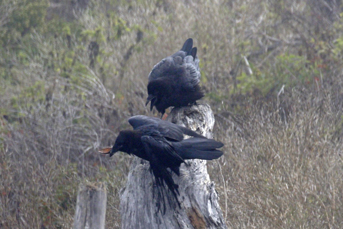 Common Raven - ML174280351