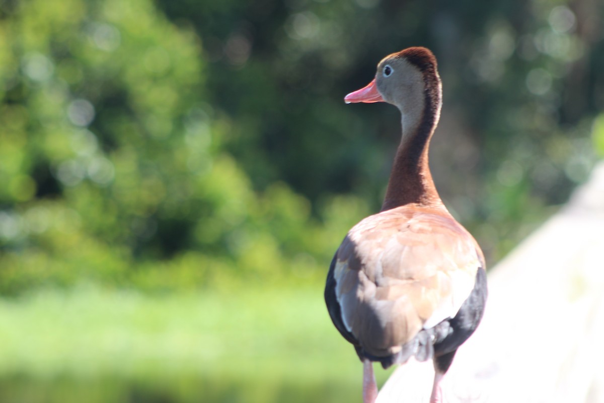 Black-bellied Whistling-Duck - ML174280411