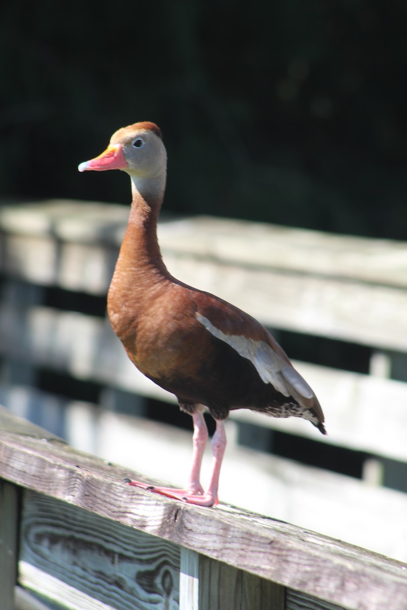 Black-bellied Whistling-Duck - ML174280481