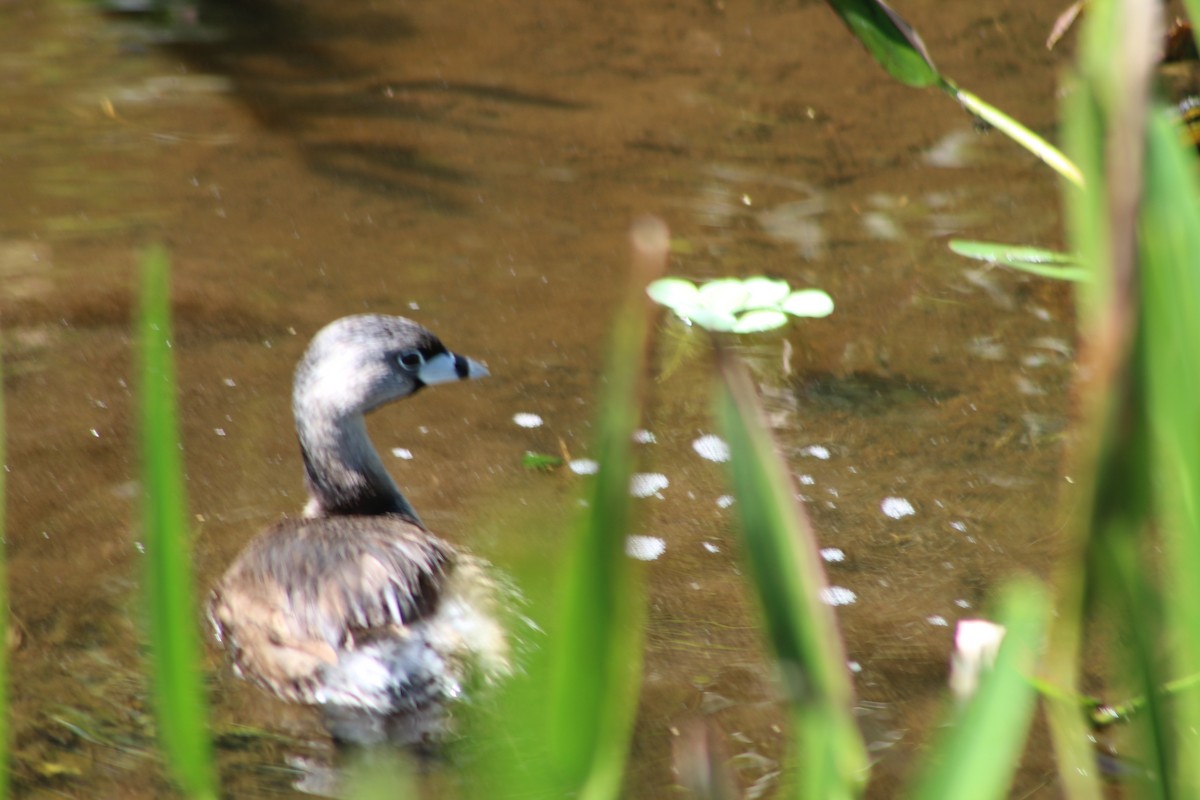 Pied-billed Grebe - ML174280731