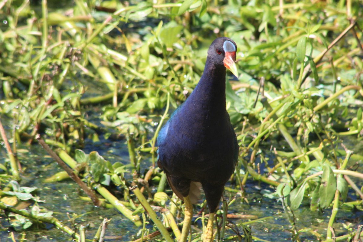 Purple Gallinule - ML174280871