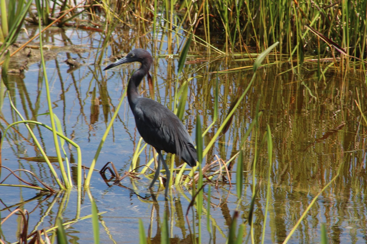 Little Blue Heron - ML174281491