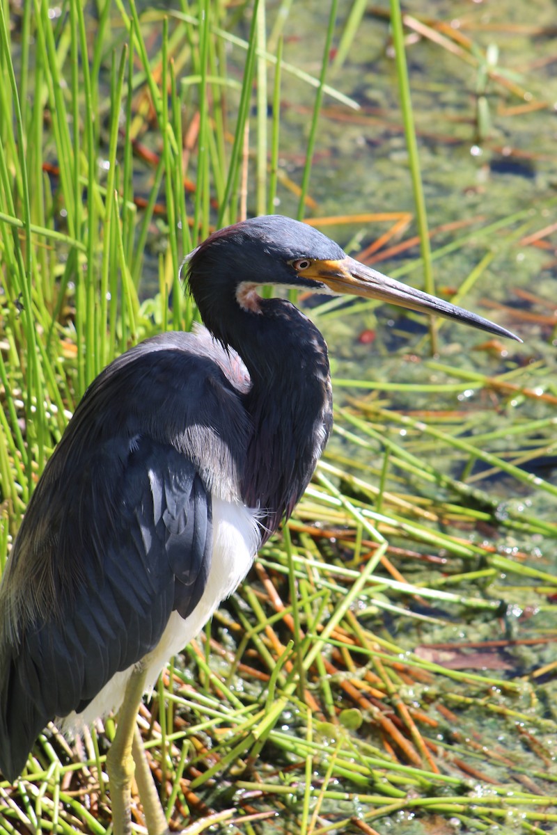 Tricolored Heron - ML174281511