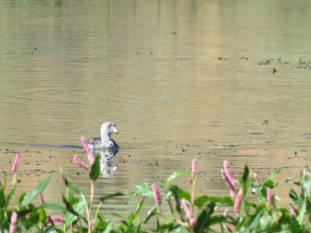 Pied-billed Grebe - ML174282441