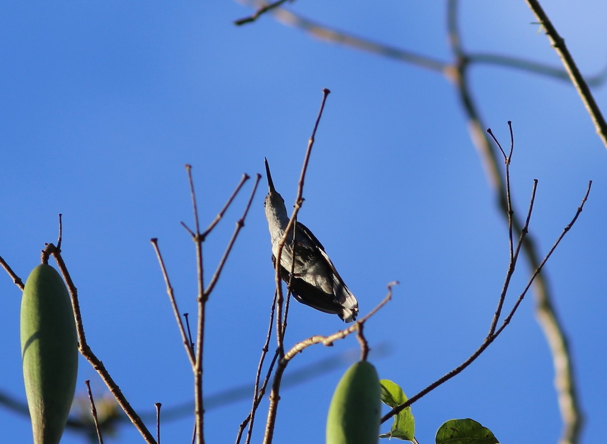 Gray-breasted Sabrewing - ML174282791