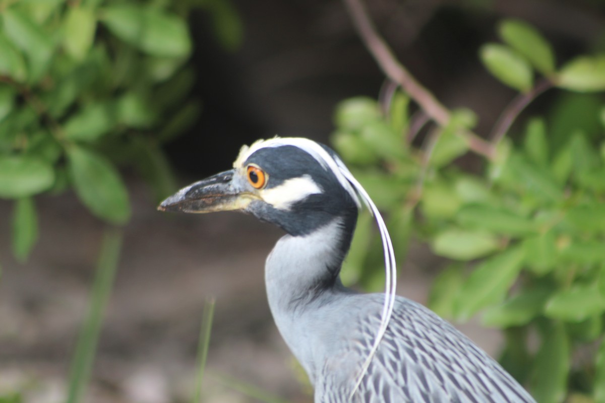 Yellow-crowned Night Heron - ML174282891