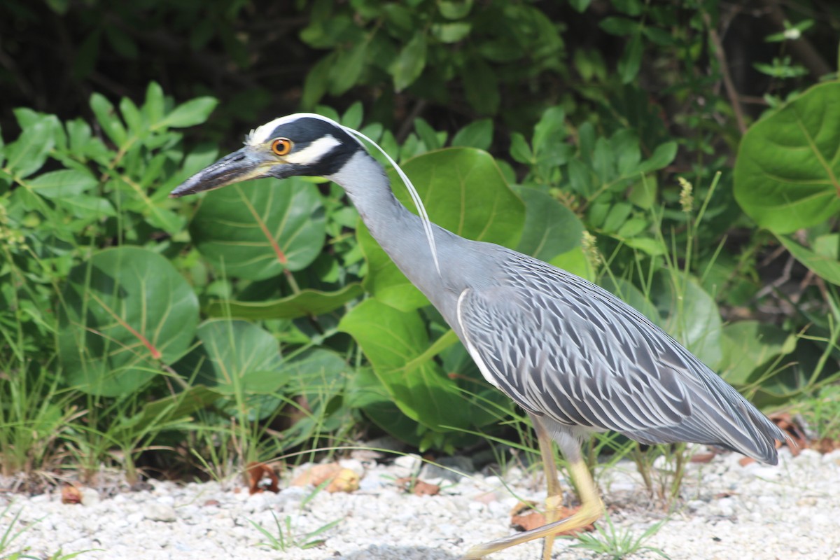 Yellow-crowned Night Heron - ML174282941