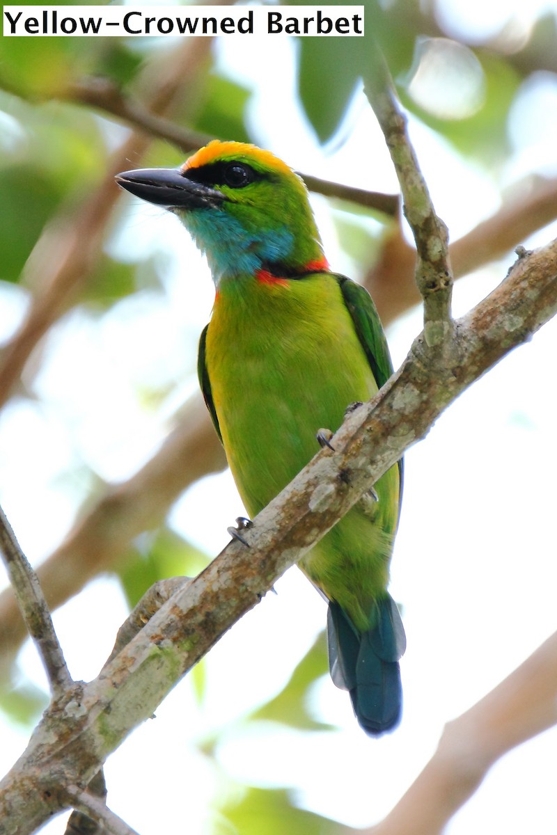 Yellow-crowned Barbet - ML174282971