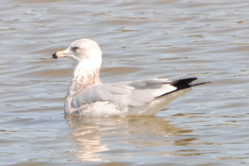 Goéland à bec cerclé - ML174283431