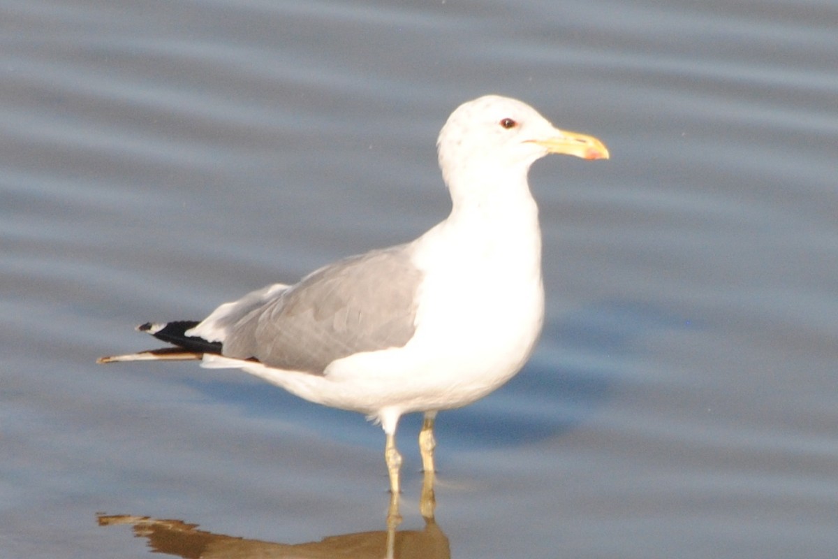 California Gull - ML174283461